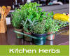 Kitchen Herbs Workshop
